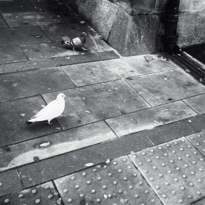 Pigeons