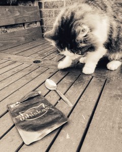 A disappointed cat looking at an empty sachet