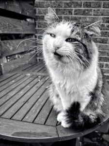 A cat looks at the camera