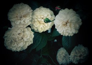 White roses against a dark background