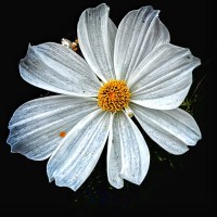 Knut Name Natural listening to improve your Welsh | TIDE and CANUTE