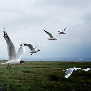 Black-headed gulls on the River Dee
