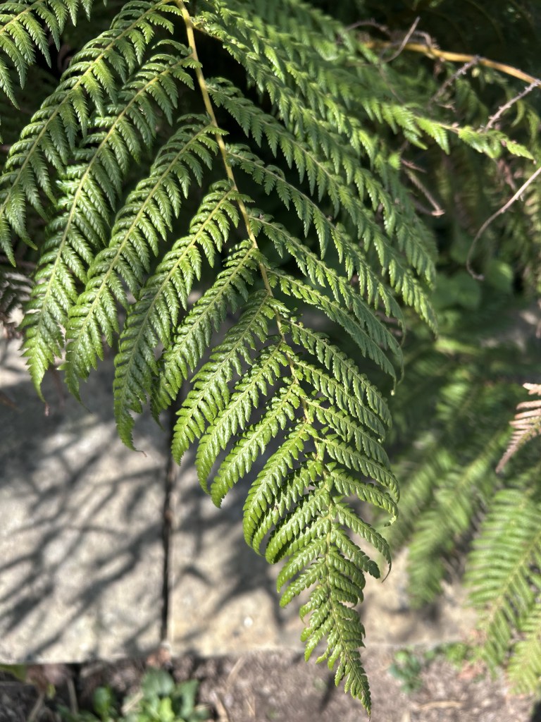 Fern frond