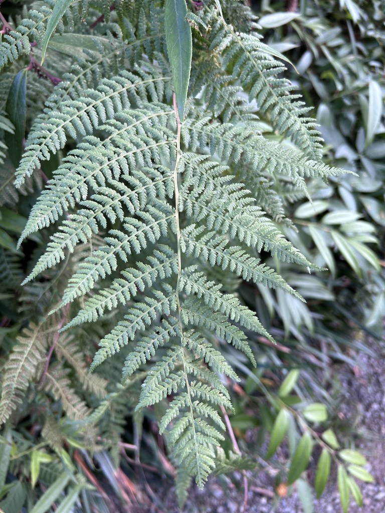 Fern frond