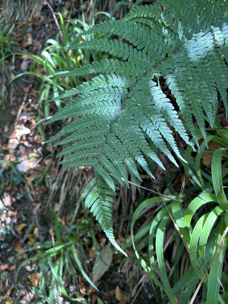Fern frond