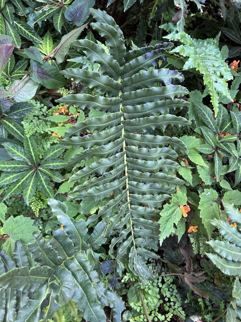 Fern frond