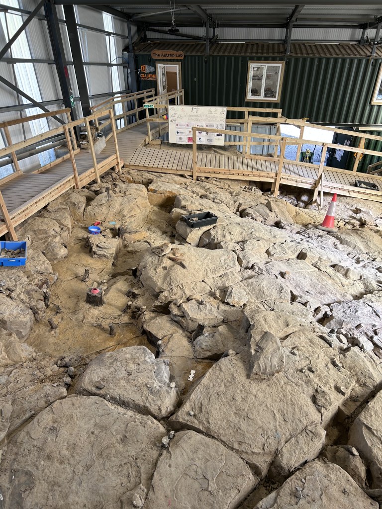 Exposed bedrock inside a building. Small tree trunks poke up from the ground.