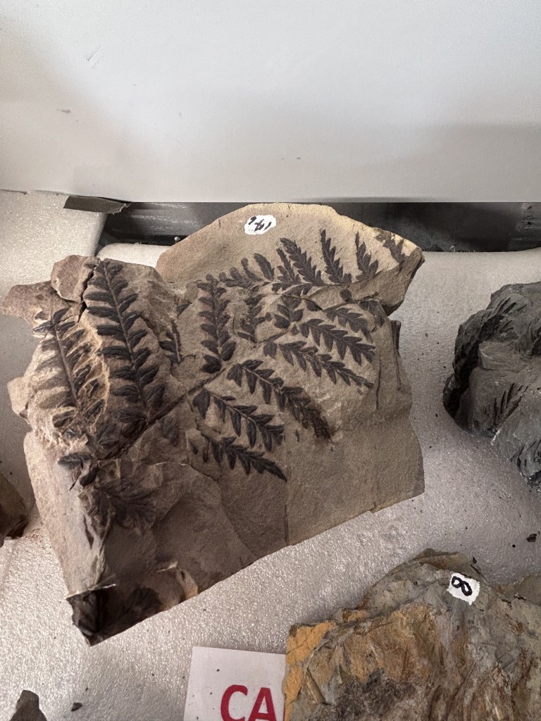 A fossilised fern frond
